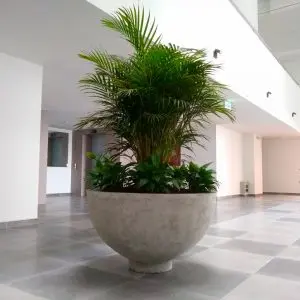Matero Copa Deco 1 mt